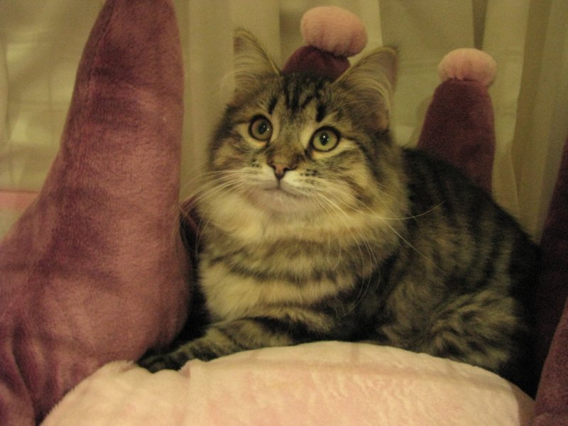 siberiankittenamurinpaula36.jpg