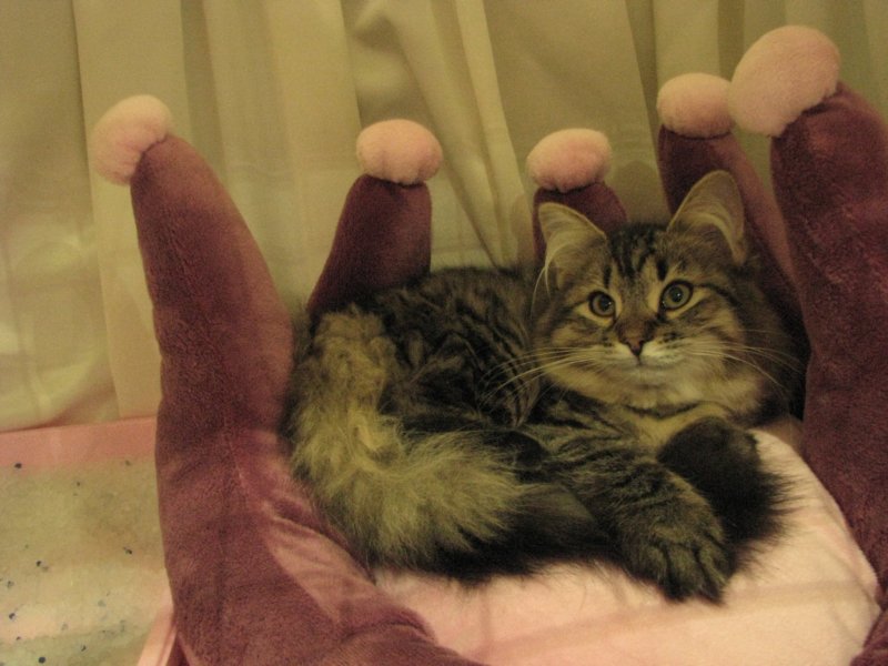 siberiankittenamurinpaula8.jpg