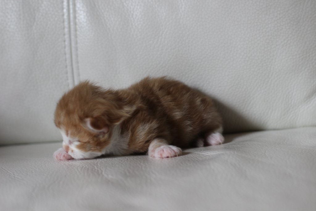 kitten2boysibd092223.jpg