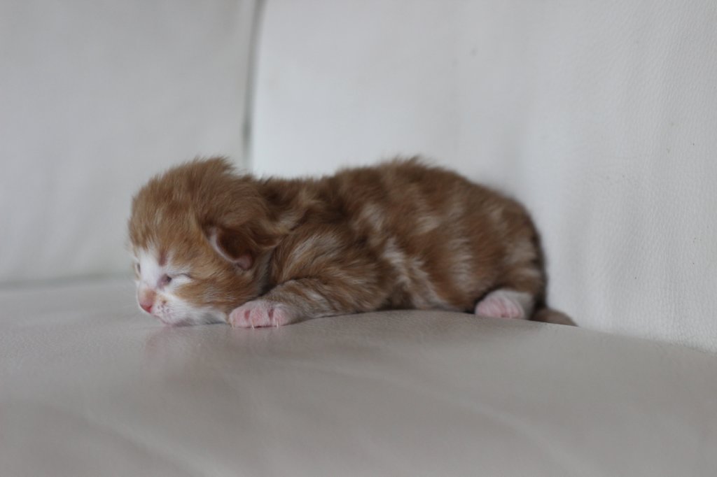 kitten2boysibd092227.jpg