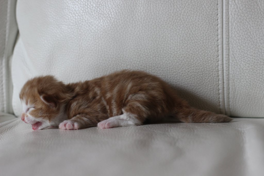 kitten2boysibd092230.jpg