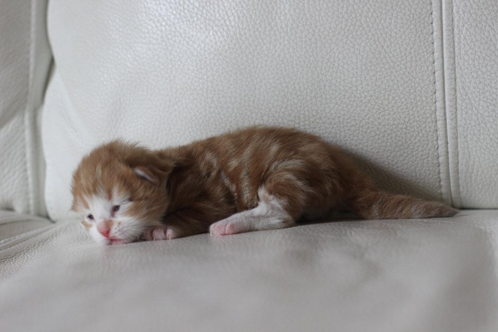 kitten2boysibd092232.jpg
