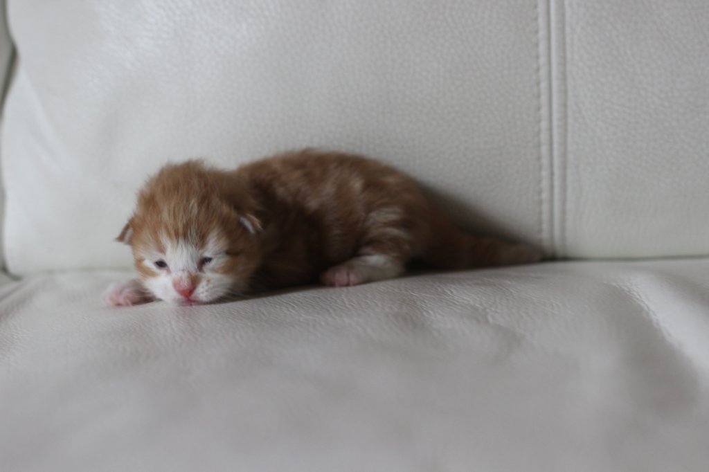 kitten2boysibd092234.jpg