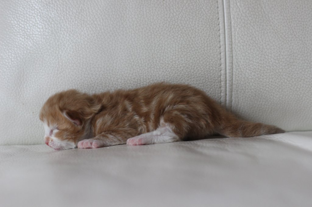 kitten2boysibd092238.jpg