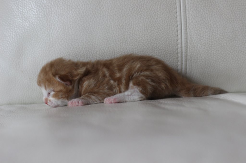 kitten2boysibd092239.jpg