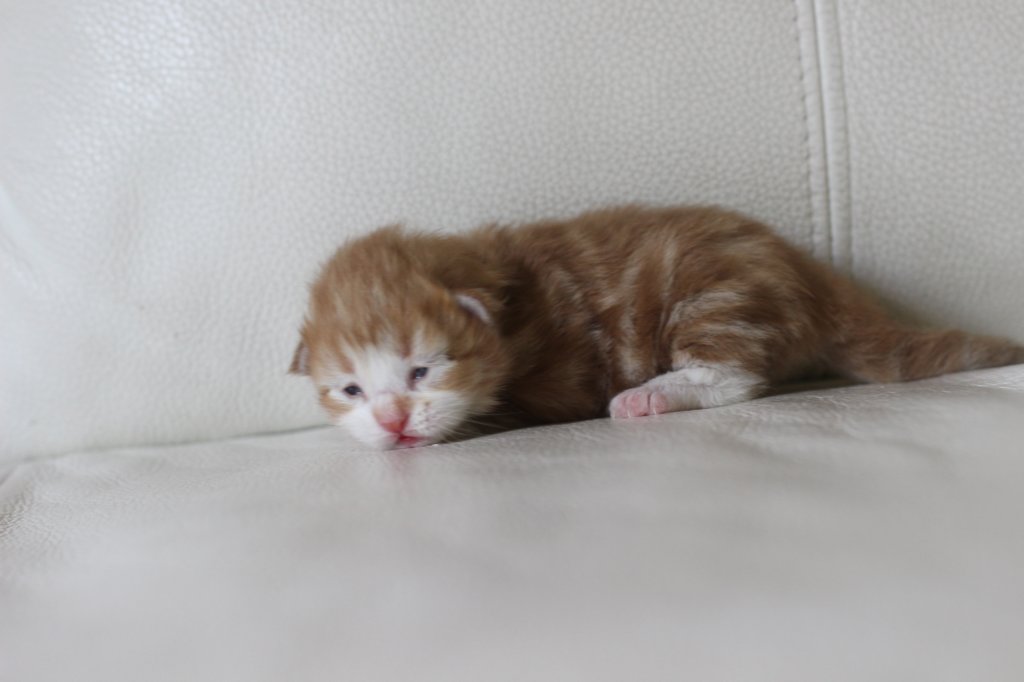 kitten2boysibd092241.jpg