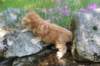 q4sibd22girlsepe2weeks9623_small.jpg