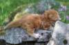 q4sibd22girlsepe2weeks9629_small.jpg
