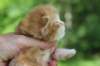 q4sibd22girlsepe2weeks9636_small.jpg