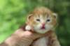 q4sibd22girlsepe2weeks9638_small.jpg