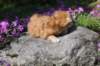 q4sibd22girlsepe2weeks9647_small.jpg