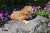 q4sibd22girlsepe2weeks9649_small.jpg