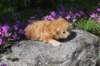 q4sibd22girlsepe2weeks9650_small.jpg