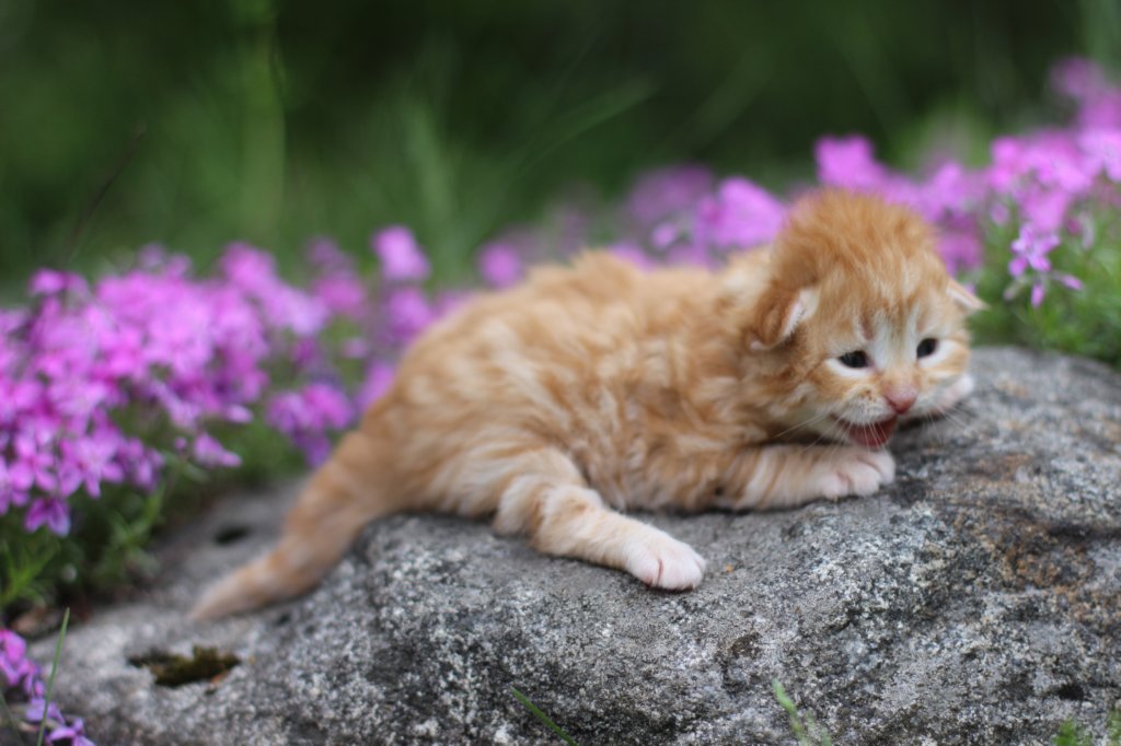 q4sibd24boy2weeks961.jpg