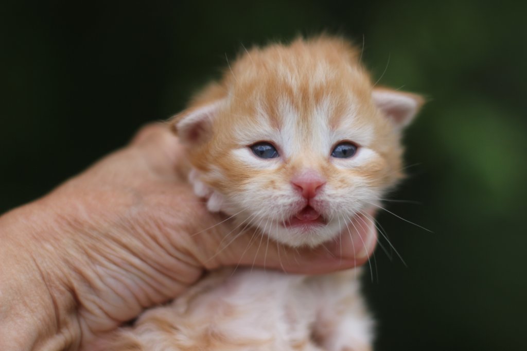 q4sibd24boy2weeks9615.jpg