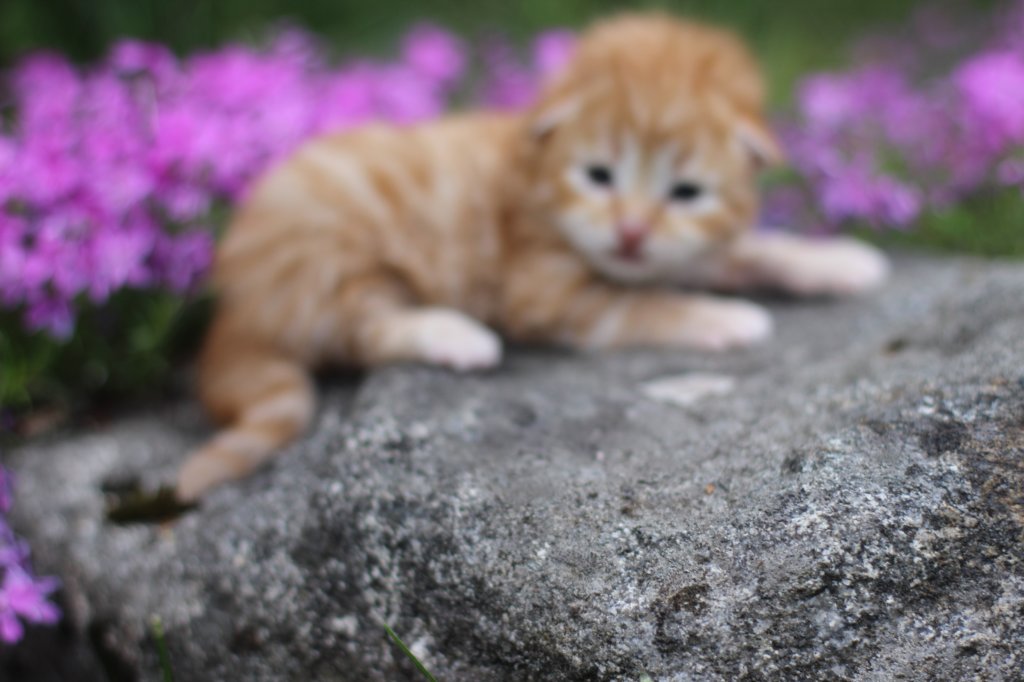 q4sibd24boy2weeks9617.jpg