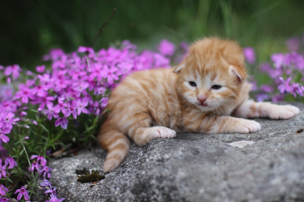 q4sibd24boy2weeks9618.jpg