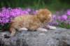 q4sibd24boy2weeks9624_small.jpg