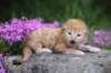 q4sibd24boy2weeks9628_small.jpg