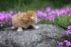 q4sibd24boy2weeks9654_small.jpg