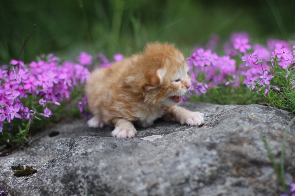 q4sibd24boy2weeks9655.jpg
