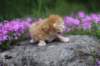 q4sibd24boy2weeks9655_small.jpg