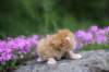 q4sibd24boy2weeks9659_small.jpg