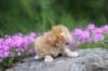 q4sibd24boy2weeks9660_small.jpg