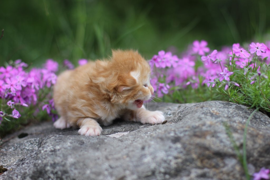 q4sibd24boy2weeks9663.jpg