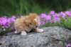 q4sibd24boy2weeks9663_small.jpg