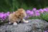 q4sibd24boy2weeks9664_small.jpg