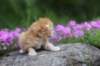 q4sibd24boy2weeks9665_small.jpg