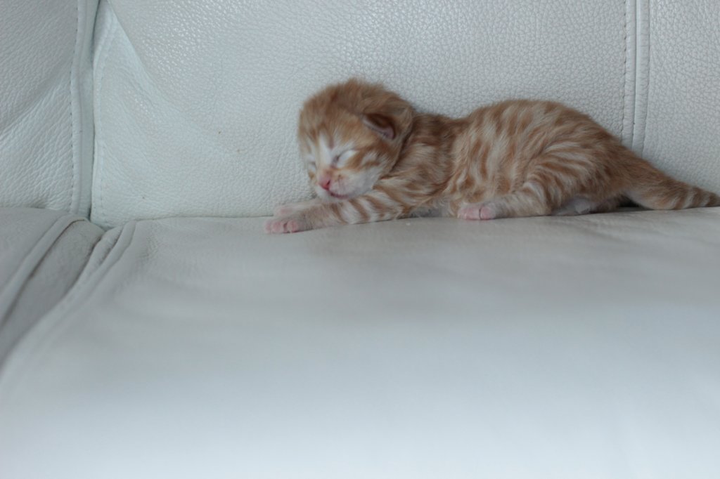 kittenboysibd241.jpg