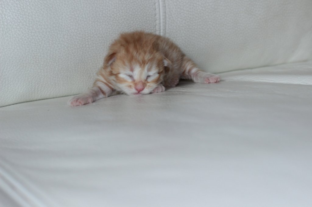 kittenboysibd2411.jpg