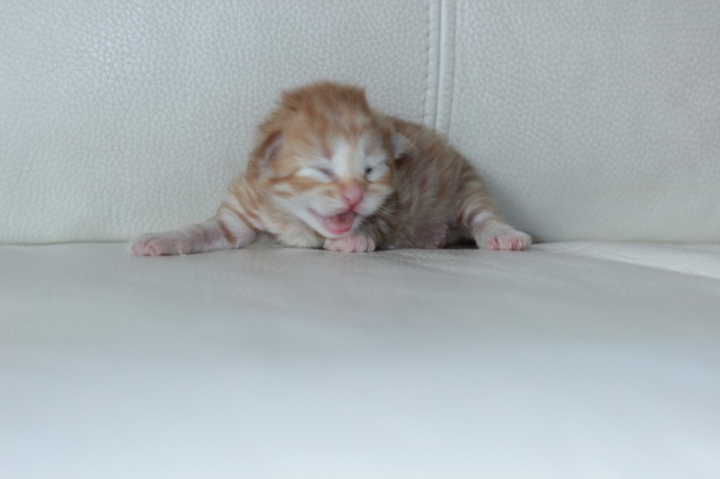 kittenboysibd2413.jpg