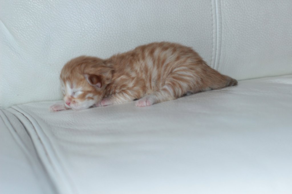 kittenboysibd2415.jpg
