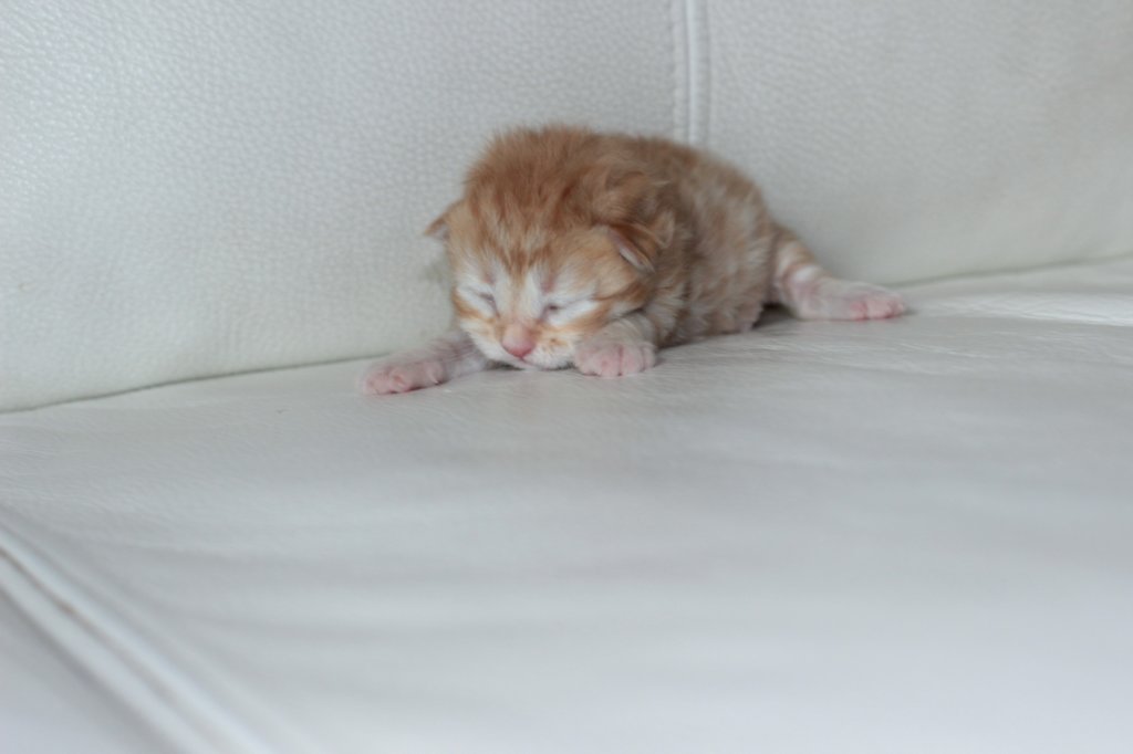 kittenboysibd246.jpg