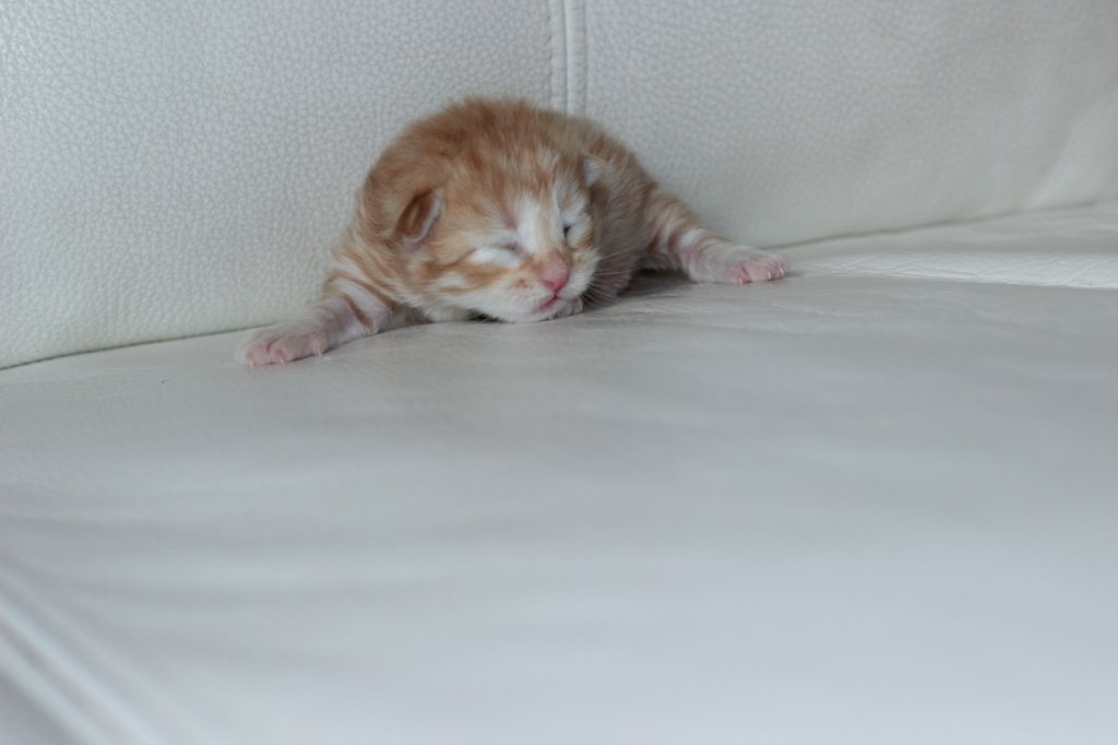 kittenboysibd249.jpg