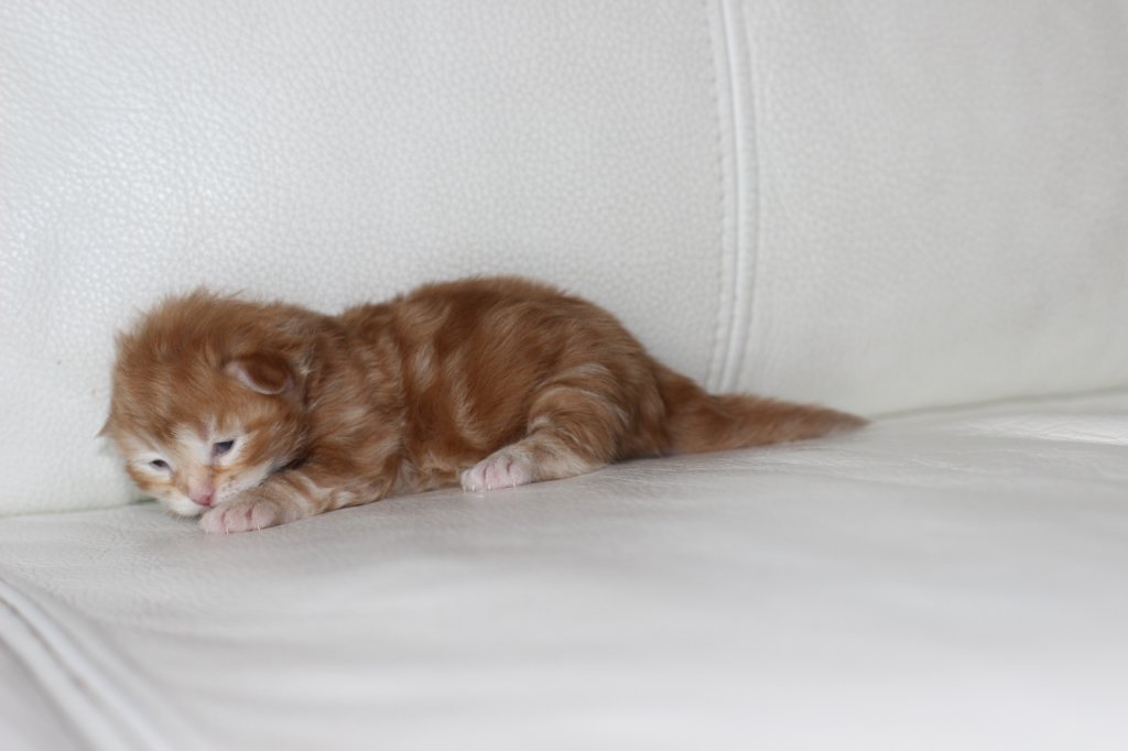 kitten1girlsibd221.jpg