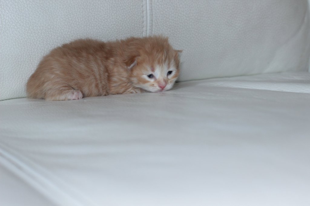 kittengirlsibd241.jpg