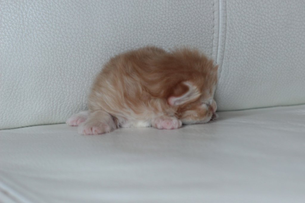 kittengirlsibd2410.jpg