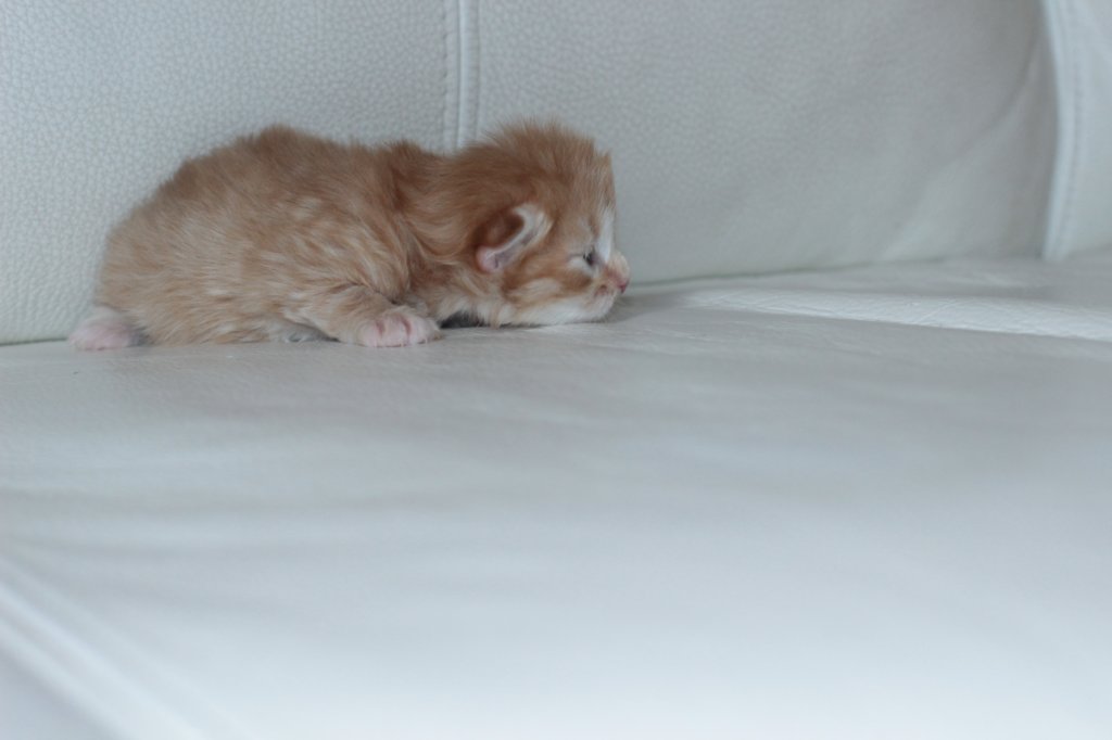 kittengirlsibd2413.jpg
