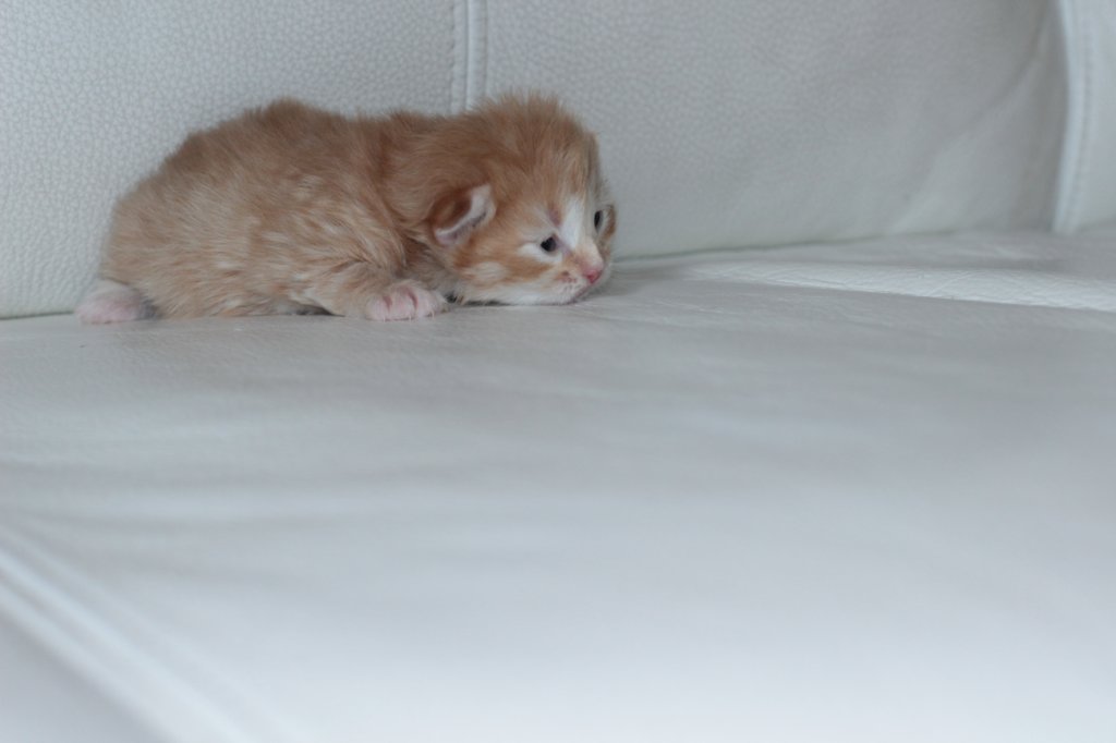 kittengirlsibd2414.jpg