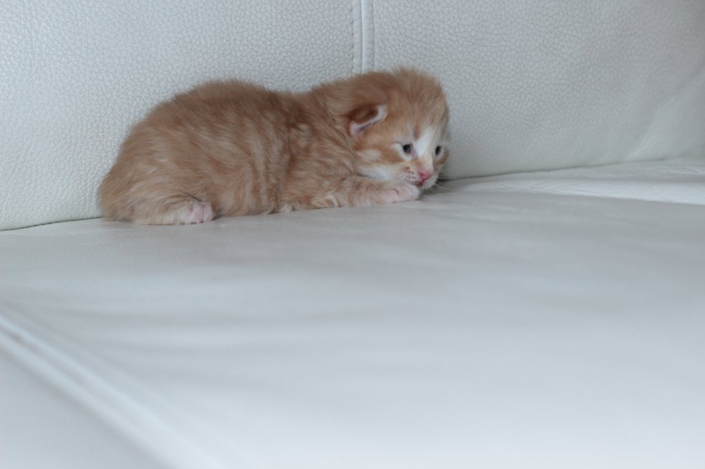 kittengirlsibd2418.jpg