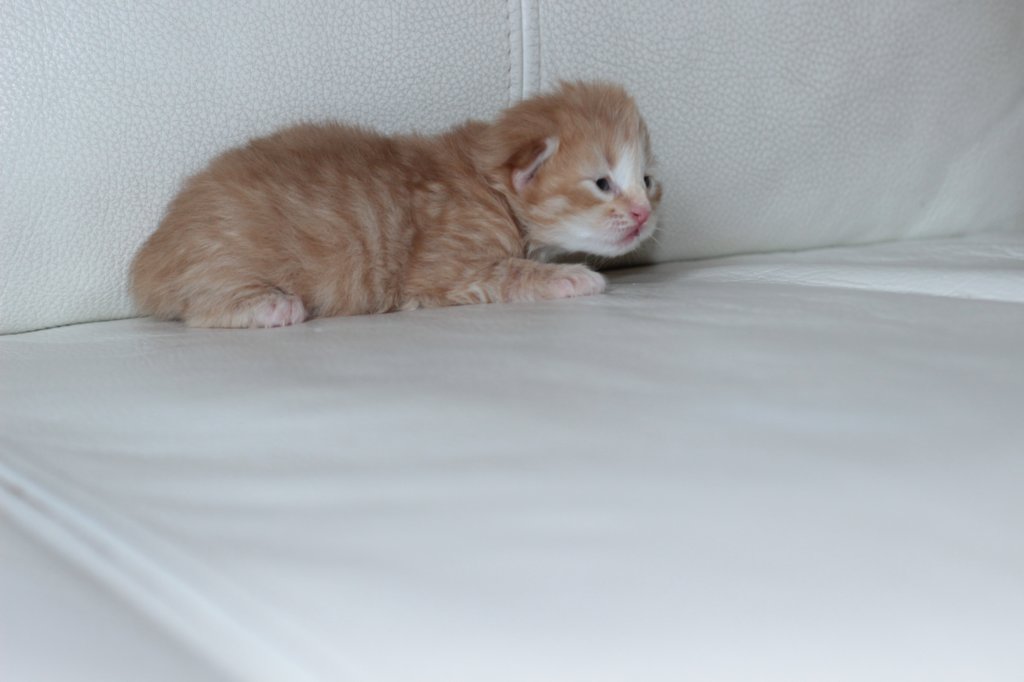 kittengirlsibd2419.jpg