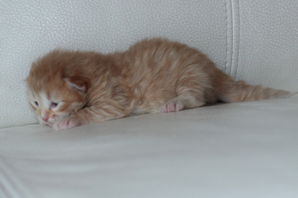 kittengirlsibd243.jpg