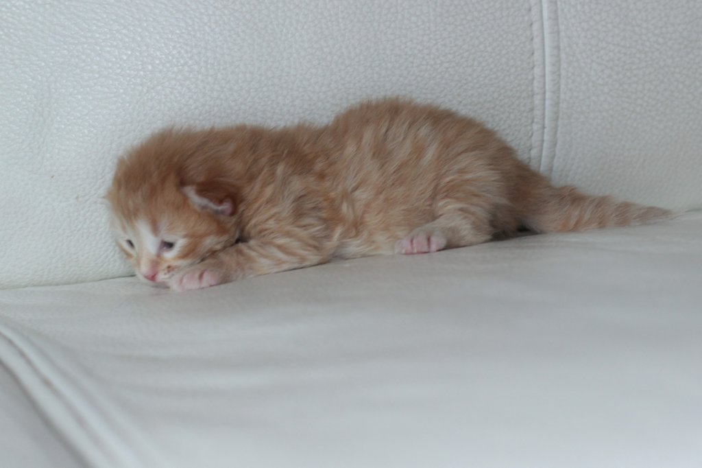 kittengirlsibd244.jpg