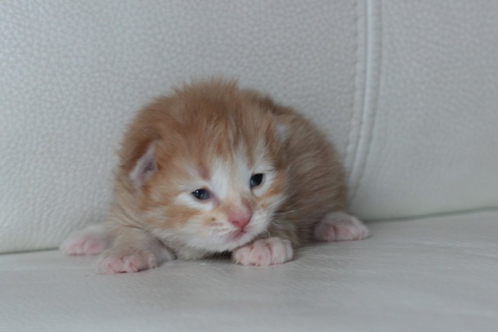 kittengirlsibd246.jpg