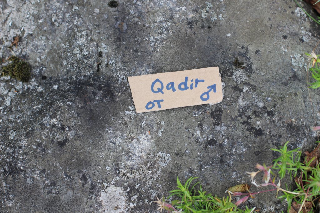 qadir1.jpg