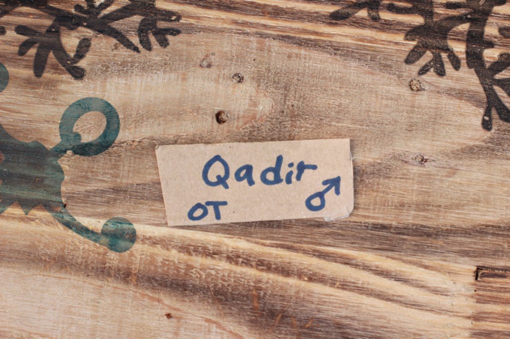 qadirboy4weeks8.jpg